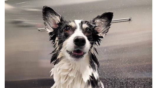 Happy black and white dog with wet fur during a grooming bath in a stainless steel wash station