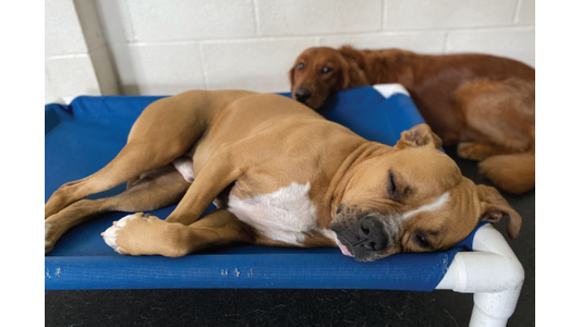 Dog Sleeping On Bed