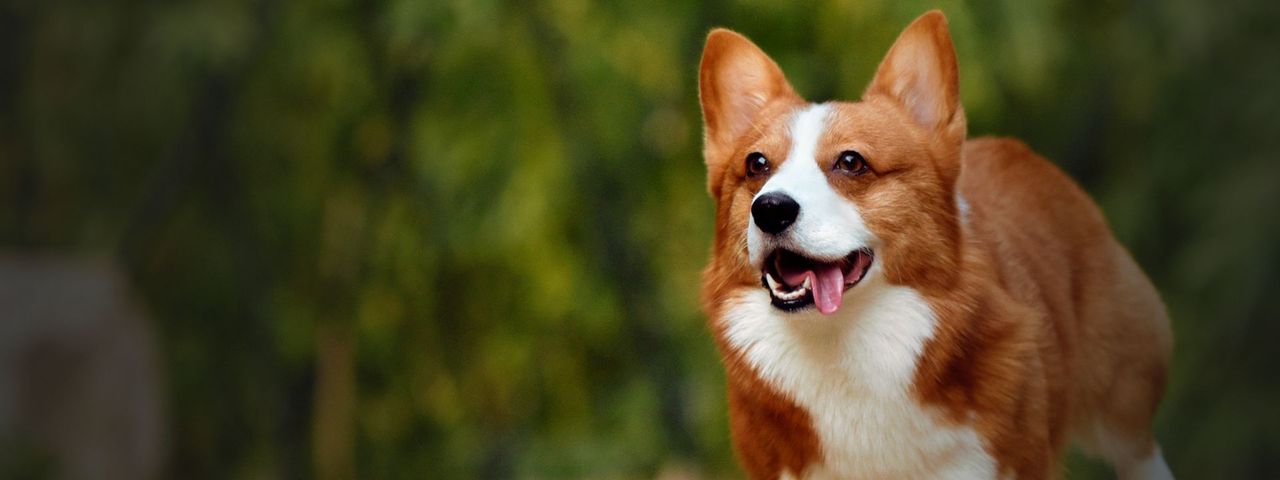 Happy Corgi with perky ears and tongue out, ready for a day of fun