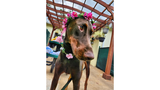 A brown and rust-colored Doberman standing outdoors under a wooden pergola, wearing a decorative crown of pink flowers and green leaves around its head and neck. The dog is looking slightly to the side, with a green table and hanging potted plants visible in the background