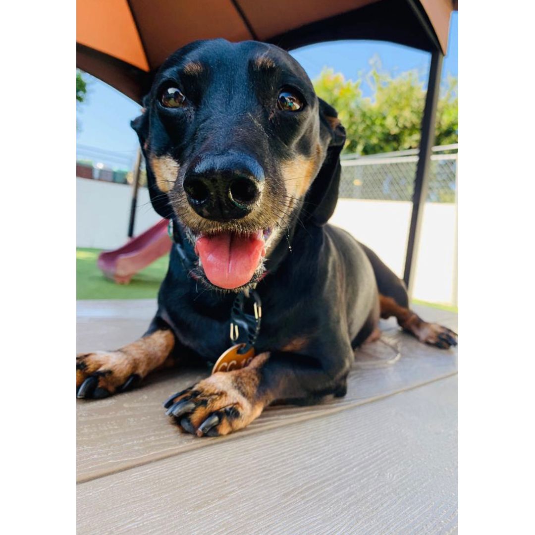 doxen-outside-laying-shade-daycare
