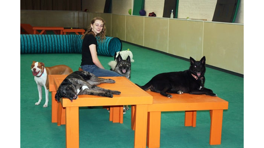 Indoor dog playroom with orange platforms, a play tunnel, and dogs at rest