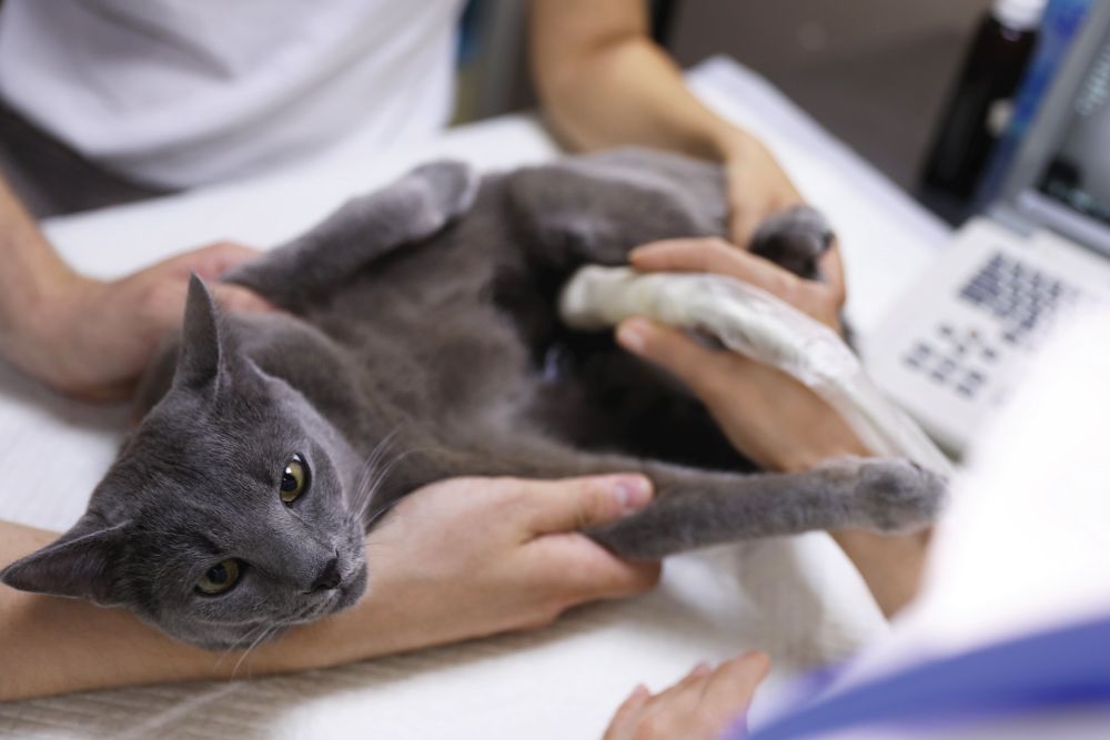 A grey cat lying on its back on an examination table while receiving an ultrasound