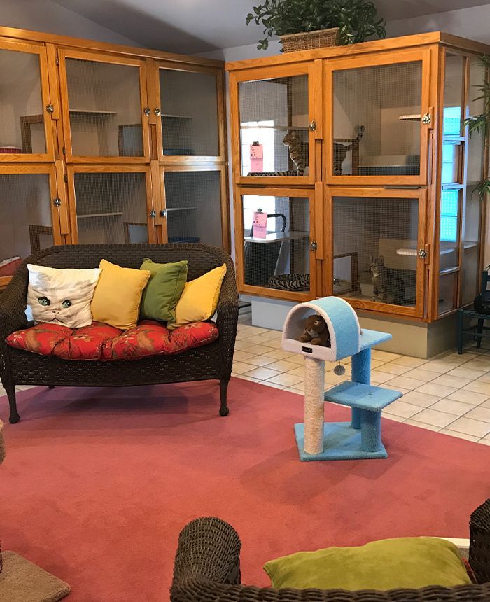 Cat boarding room with spacious multi-level wooden condos, a cat tree, and cozy wicker seating