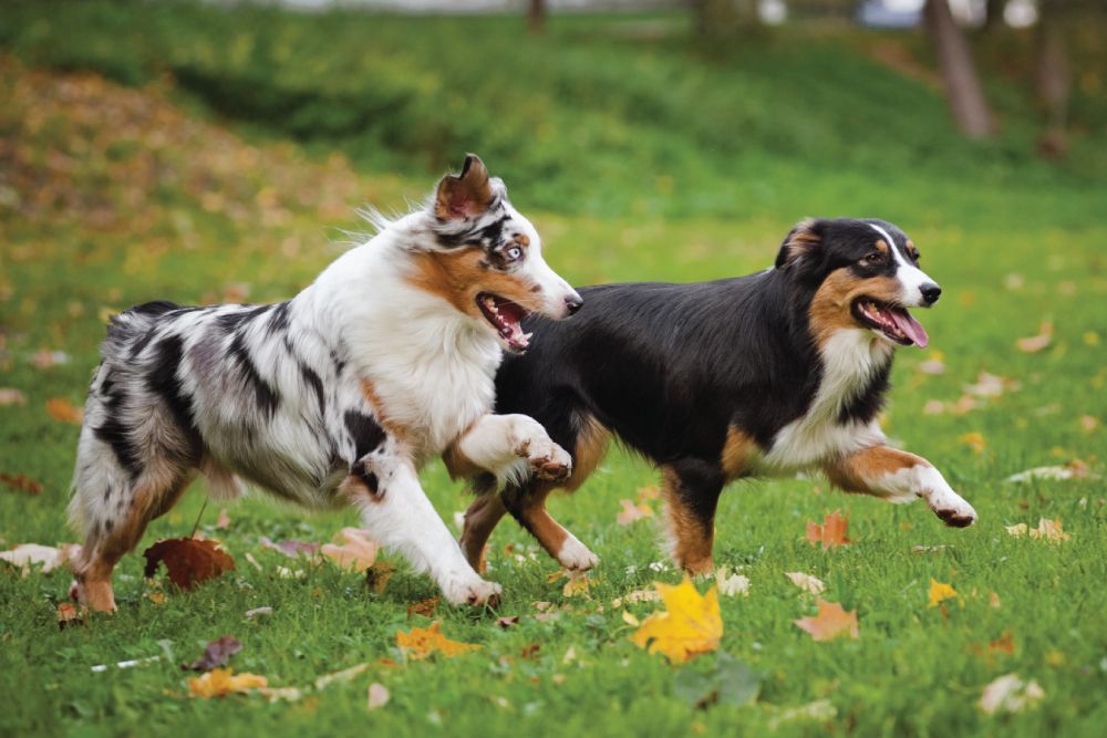 two-dogs-chasing-grass