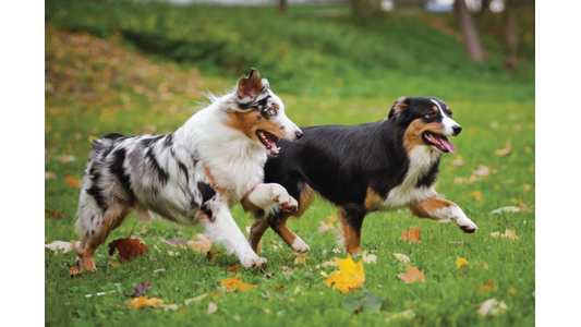 Blue merle Aussie running alongside a black tri Aussie on an autumn day