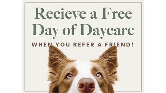 A promotional graphic featuring a dog looking up, with the text "Receive a Free Day of Daycare WHEN YOU REFER A FRIEND!" on a light blue background.
