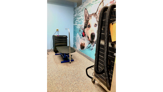 Dog grooming
