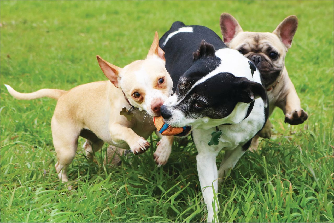 Three dogs playing with orange tennis ball.