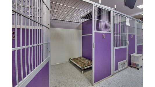 An empty indoor dog boarding kennel with an open door, revealing a raised dog bed with a patterned cover resting on a speckled floor. The kennel structures feature solid purple lower panels with silver metal grating on the upper halves and ceilings, and a row of adjacent closed kennels is visible to the right
