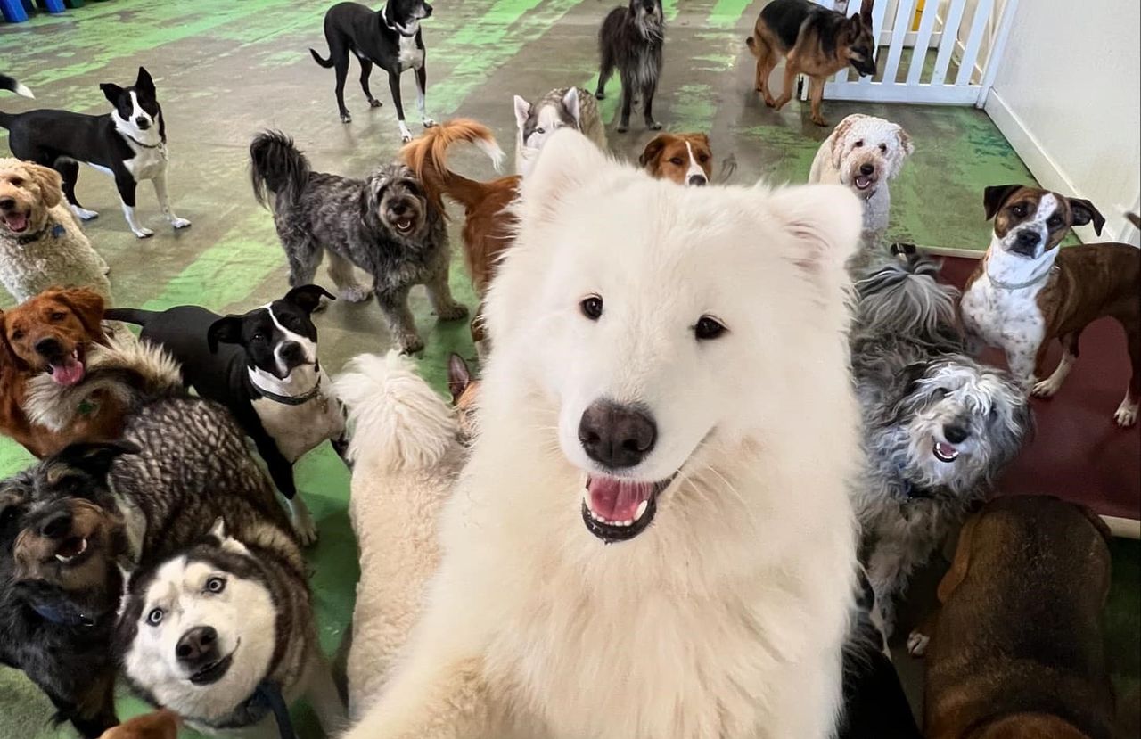 a large, fluffy white dog smiling directly at the camera, appearing to take a playful "selfie," while surrounded by a large, diverse pack of various dog breeds in an indoor play area with a green and grey floor