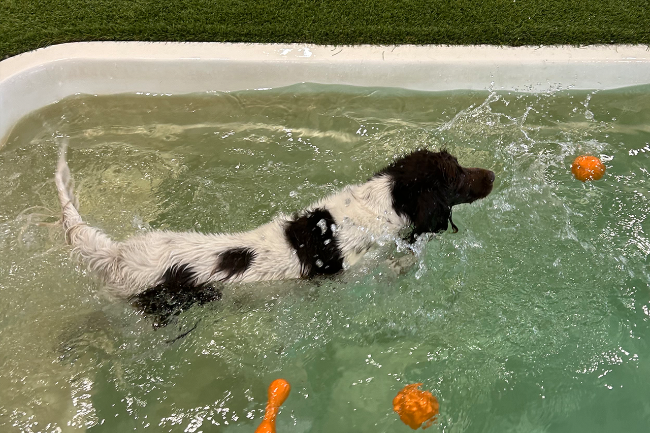 swimming dog