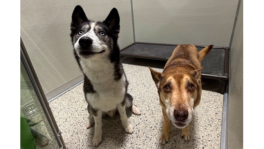 Two dogs looking for attention.