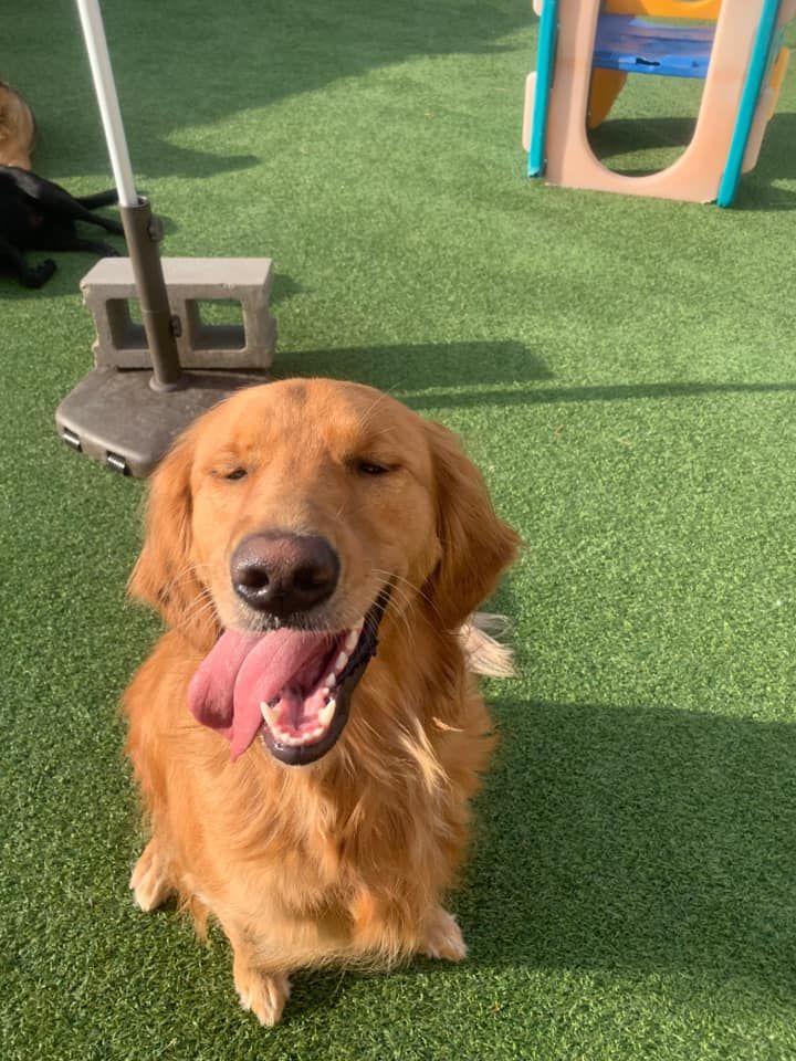 A happy Golden Retriever sitting outside on green artificial turf with its mouth open, tongue panting, and squinting cheerfully in the sunlight