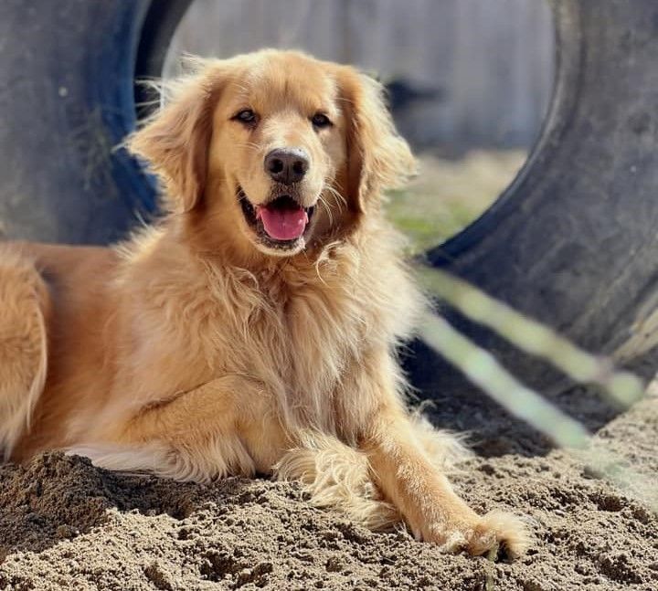 Smiling Golden Retriever lying in the sand in front of a large tire play structure in an outdoor dog play yard