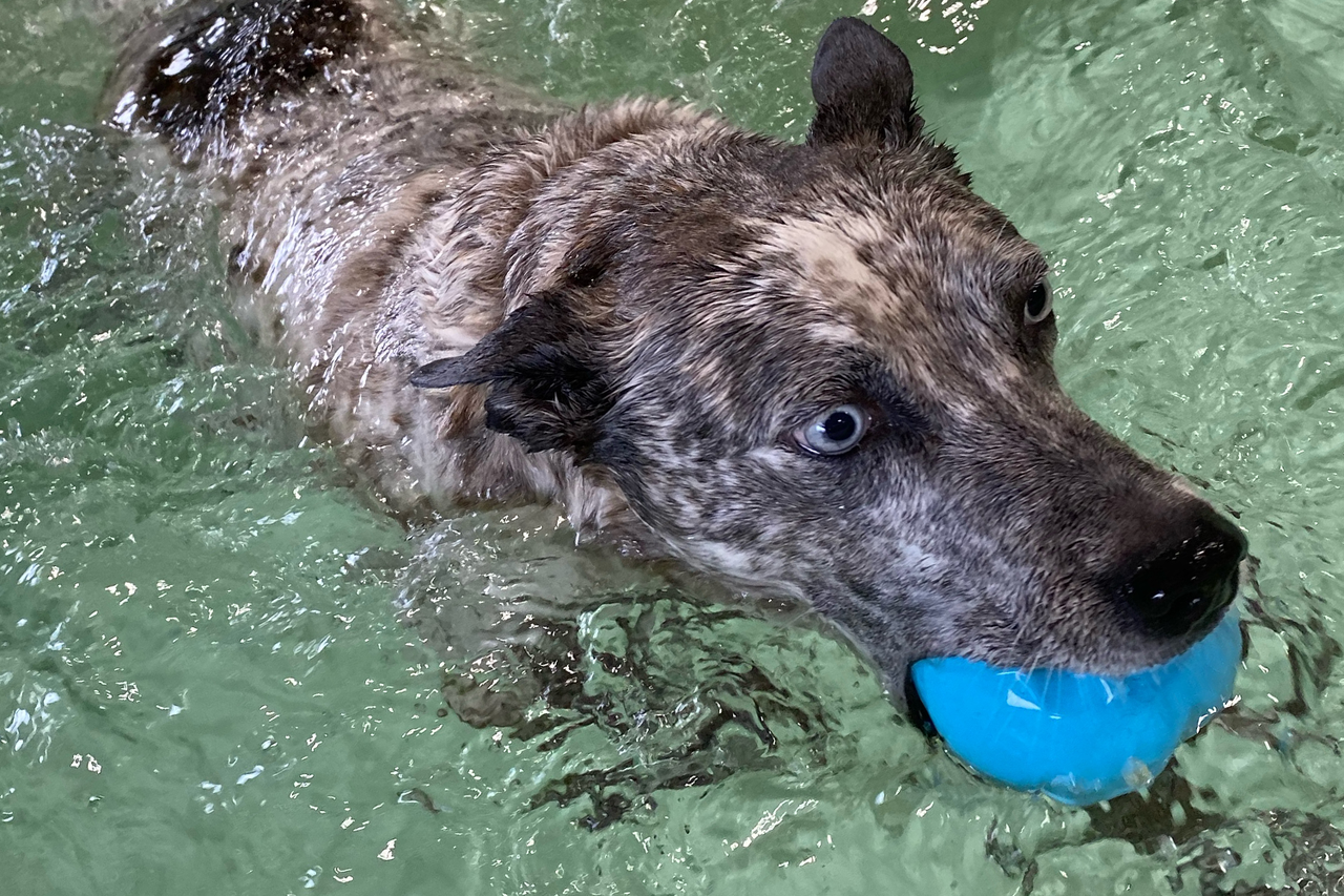 dog in pool