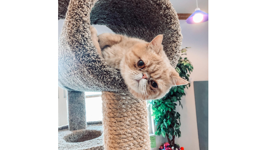 Cat playing in a scratch tower