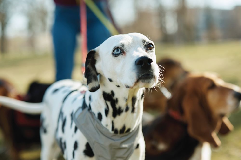A Dalmatian wearing a harness leading a group of dogs on a walk outdoors