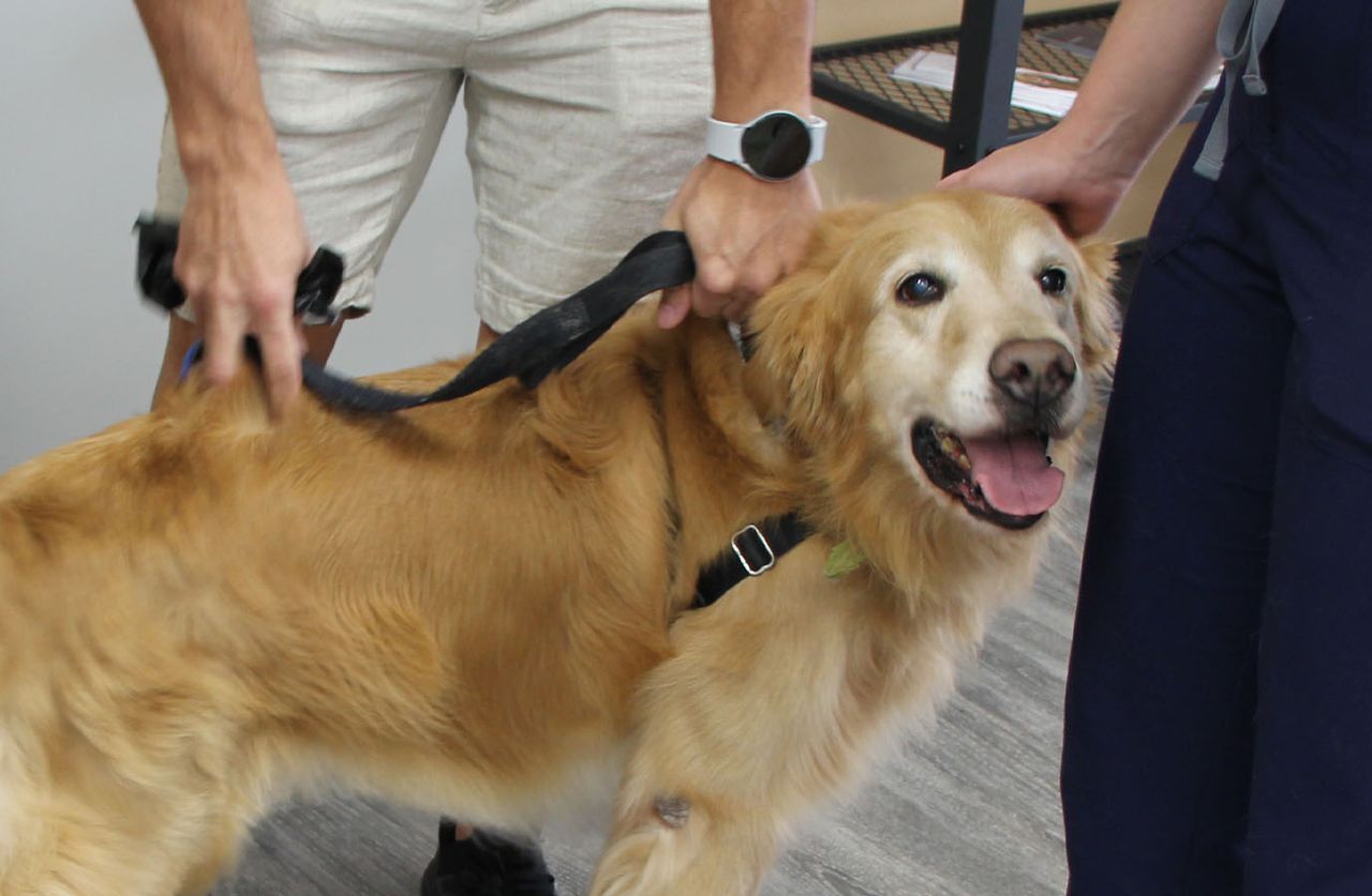 A happy Golden Retriever standing indoors while a person holds its harness.