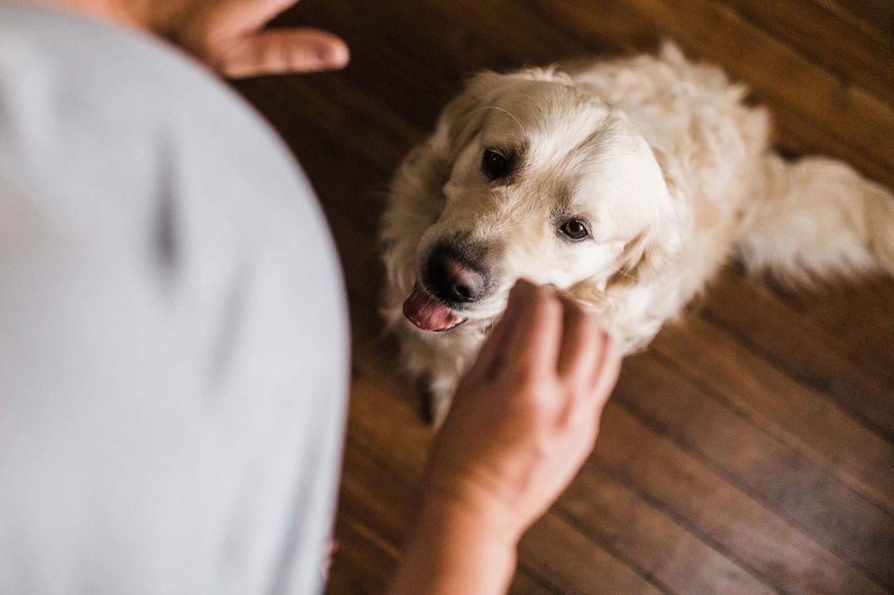 a pale Golden Retriever looking up affectionately while its owner pets it indoors