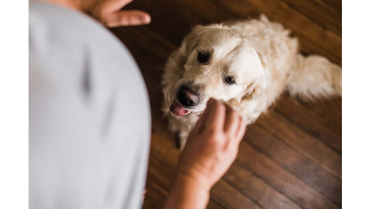 dog with trainer