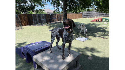 German Shorthaired Pointer standing on a play platform in an outdoor dog daycare yard with a Goldendoodle in the background