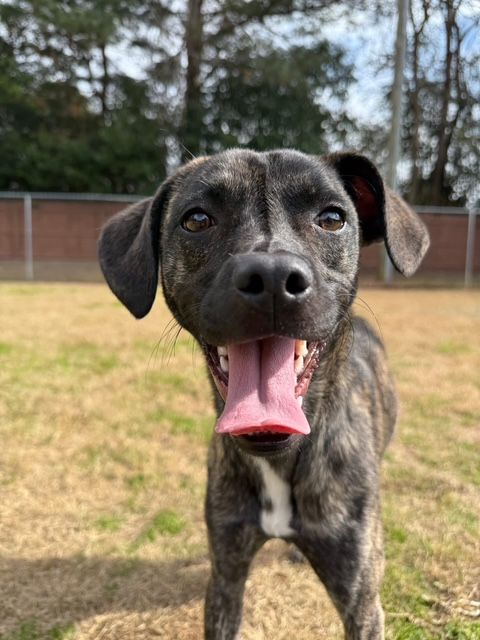 A close-up of a happy dark brindle dog with a white patch on its chest standing outdoors in a grassy yard, looking directly at the camera with its tongue hanging out in a wide smile. A blurred fence and trees are visible in the background