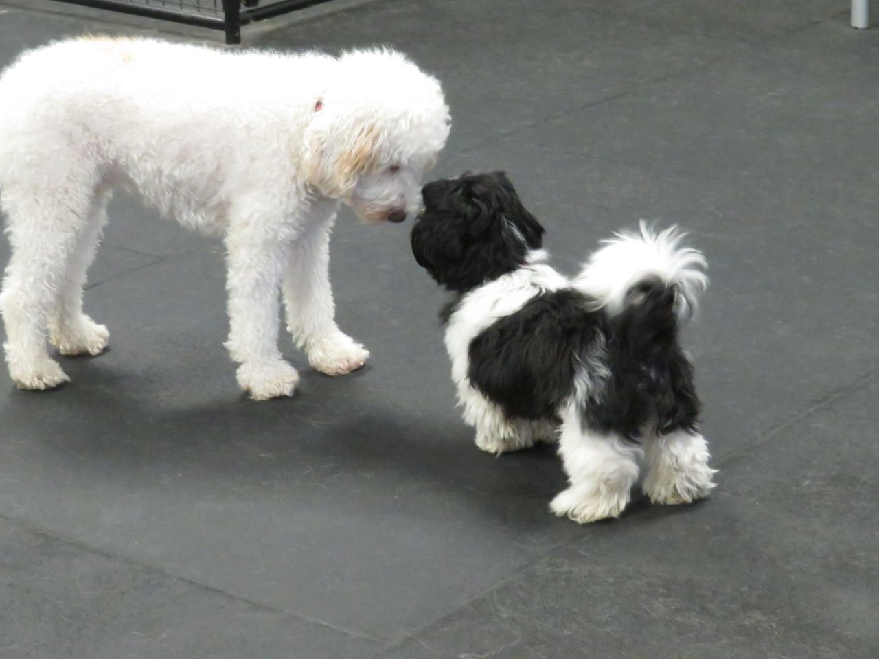 A medium-sized, fluffy white dog and a smaller black and white dog stand on a dark gray floor, gently sniffing each other nose-to-nose in greeting.