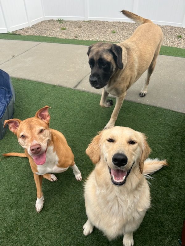 Three dogs in an outdoor yard with artificial turf and a concrete path. In the foreground, a brown and white pitbull-type dog and a golden retriever sit looking happily at the camera with their mouths open. In the background, a large tan dog with a black muzzle stands looking downwards