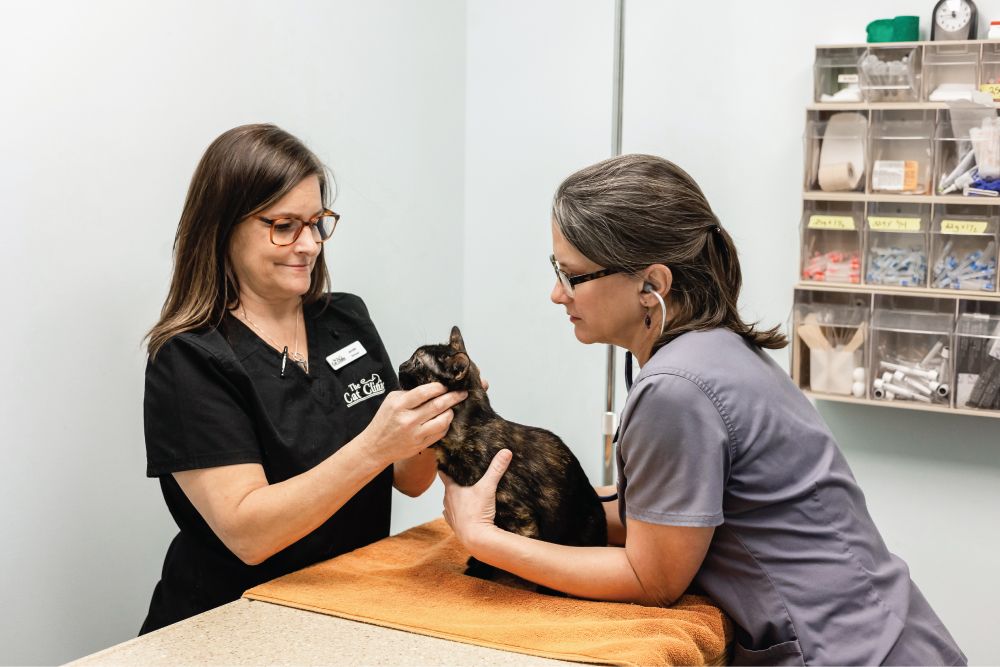 Two veterinary staff members in scrubs examining a dark tortoiseshell cat on an examination table, with one using a stethoscope.