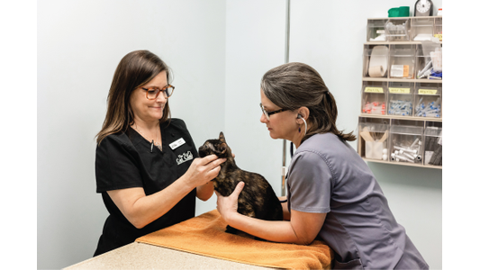 Two veterinary professionals gently examine a small tortoiseshell cat on a towel-covered table in a clinic room, with one using a stethoscope