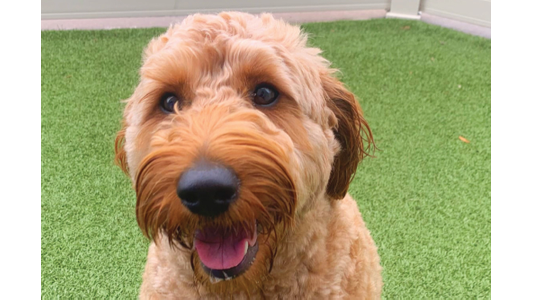 Golden doodle sitting happily.