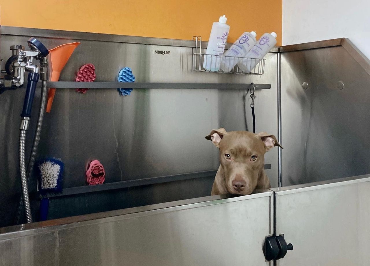 A brown dog in a metal grooming tub with brushes and shampoo bottles around, looking toward the camera.