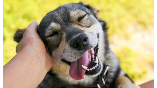 a happy black, grey, and tan dog with its eyes happily closed and tongue hanging out in a wide smile as a human hand pets the side of its head against a bright, blurred green background