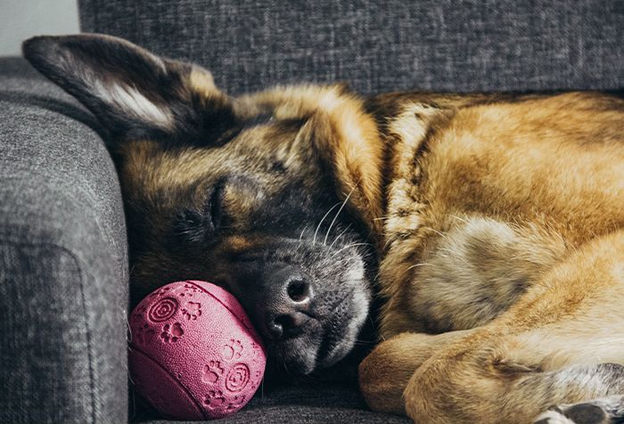 a German Shepherd dog sleeping peacefully on a gray couch next to a pink textured ball
