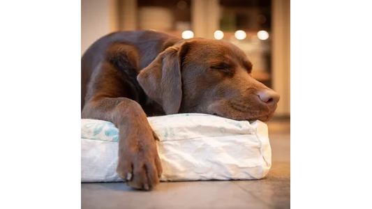 Dog sleeping