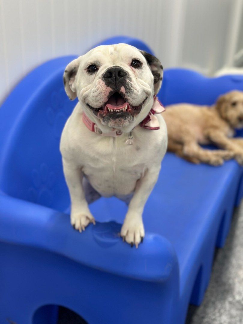 A happy white bulldog with black speckled ears and a pink collar standing with its front paws on the edge of a bright blue plastic play couch, looking at the camera, while a tan fluffy dog rests blurred in the background
