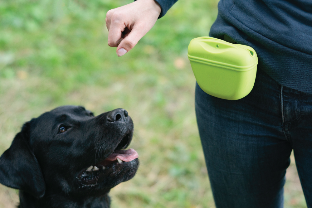 dog  training Kelsey