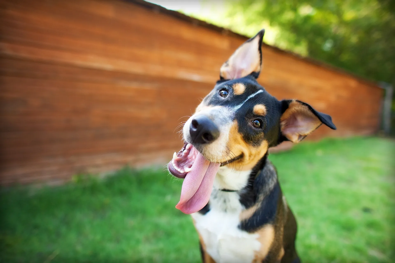 A happy dog with its tongue out, standing outdoors in a grassy area with a wooden fence in the background.