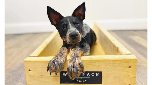 a black and white dog with its paws resting on the edge of a wooden box labeled "Wolf Pack Canine.
