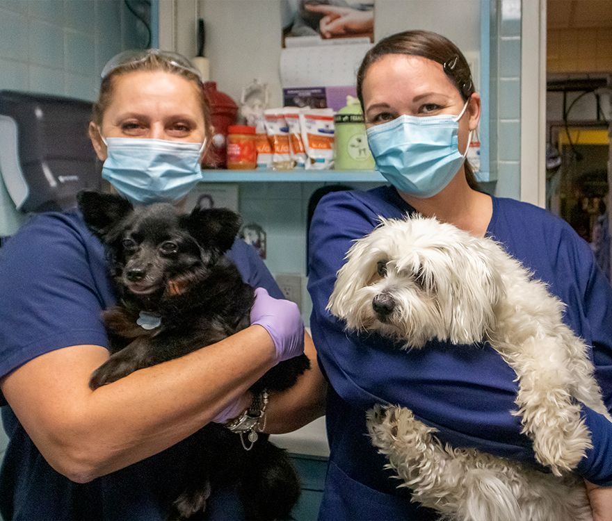 two veterinary professionals wearing blue scrubs and face masks standing side-by-side in a clinic setting. The person on the left is holding a small black dog, and the person on the right is holding a small, fluffy white dog.