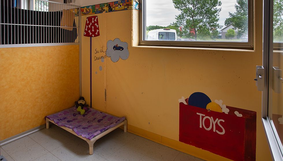 A dog boarding suite featuring yellow walls with playful murals, a window overlooking trees, and an elevated pet bed with a purple pattern blanket and stuffed toy