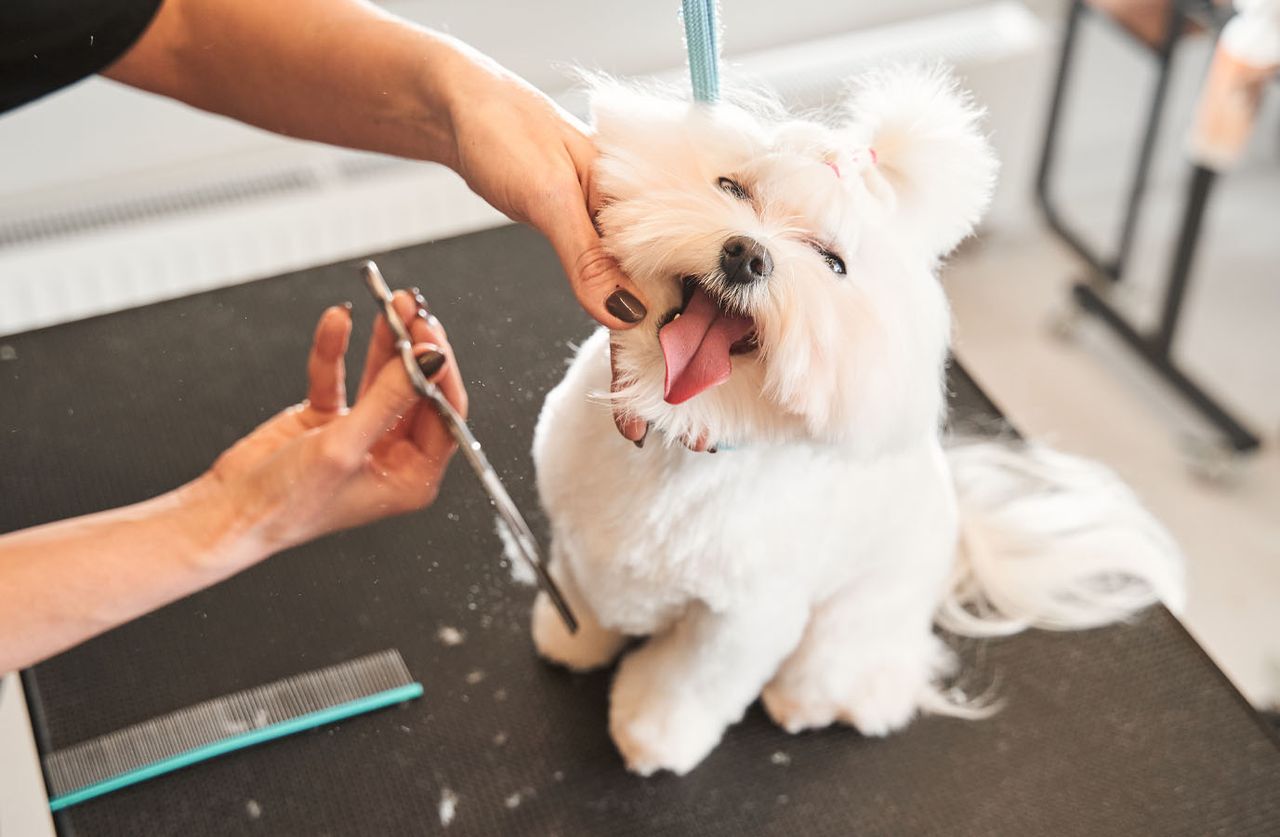 A pet groomer's hands gently holding a happy, fluffy white dog with a pink hair bow while using shears to carefully trim its facial hair on a salon grooming table