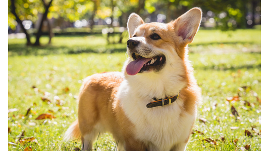 A happy Pembroke Welsh Corgi standing on a sunny, grassy lawn with its tongue sticking out