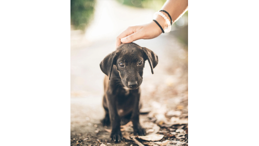 Person gently petting a small black puppy sitting on a leaf-covered outdoor path