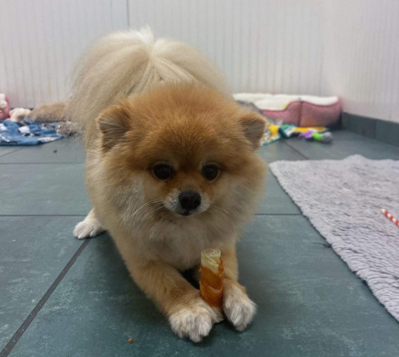 A fluffy orange Pomeranian crouching down on a tiled floor while holding a chew treat between its front paws