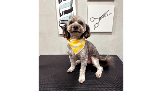 A freshly groomed small gray dog wearing a yellow-and-white checkered bandana, sitting patiently on a grooming table in front of salon wall art