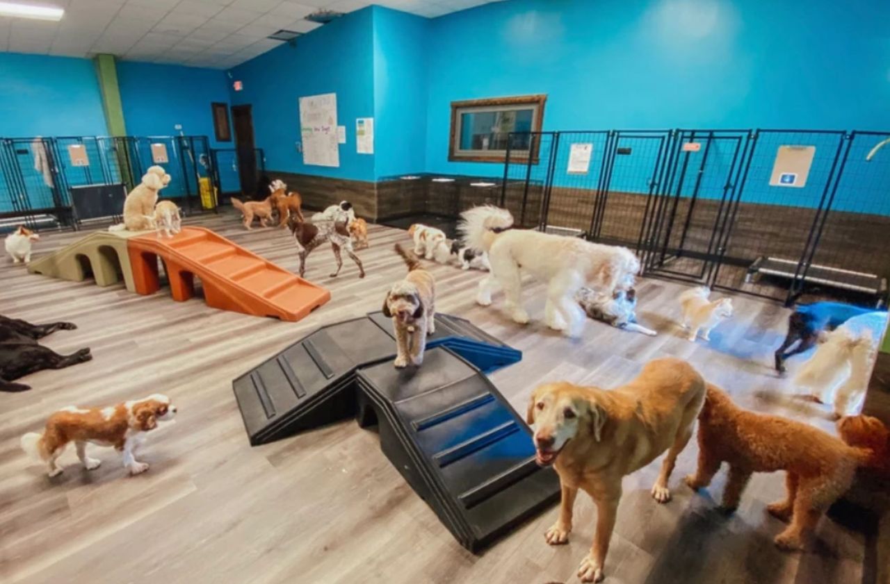 A large group of various dogs socializing in a spacious indoor playroom with bright blue walls and wood-style flooring. The room features indoor agility equipment, including a black step-ramp in the foreground and an orange ramp structure in the background, with black wire fencing lining the right wall