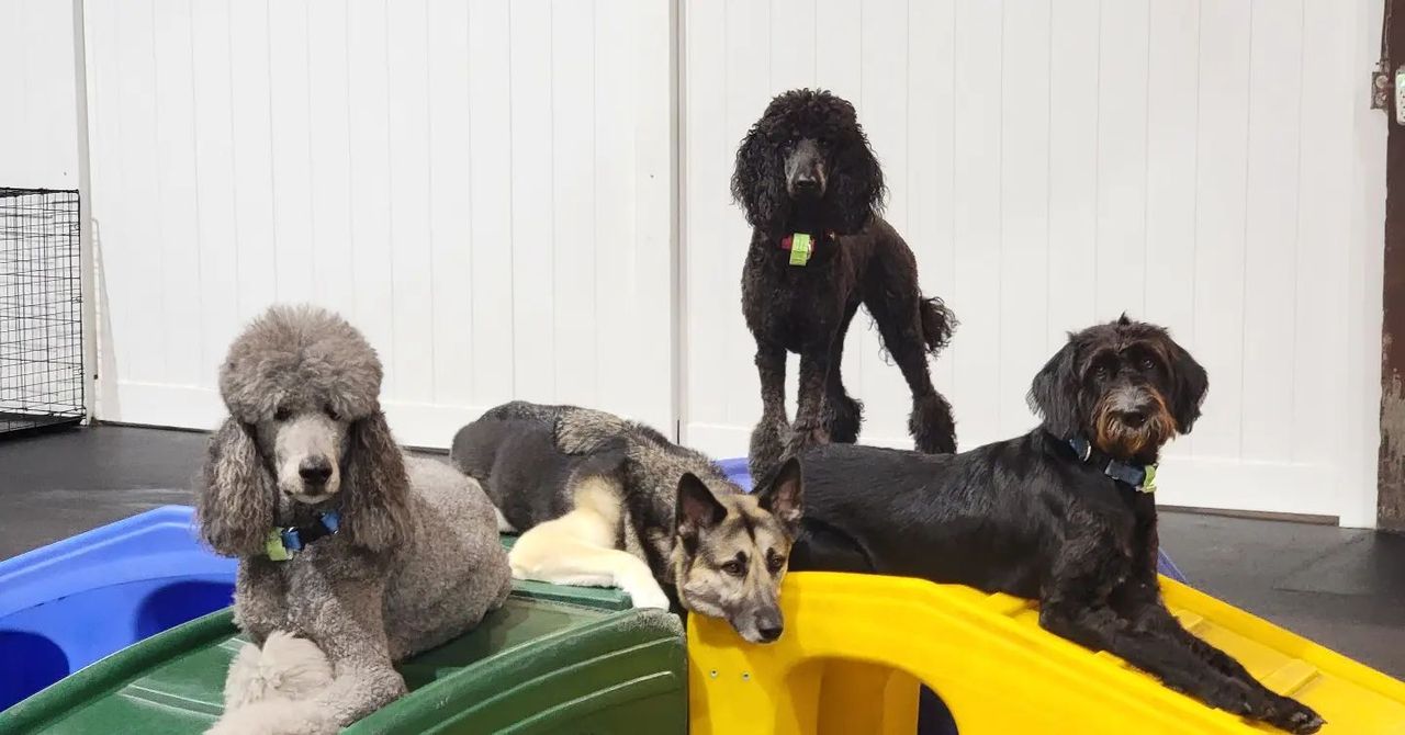 A group of four dogs, including a gray Standard Poodle, a German Shepherd mix, and a black Doodle, relaxing on colorful play equipment in an indoor dog daycare setting.