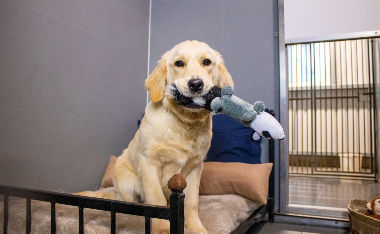 dog playing with a toy